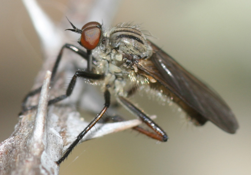 Empis aestiva M (Empididae).